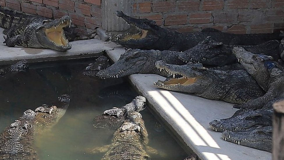 Say What Now? Man Killed By 40 Crocodiles That ‘Pounced’ on Him After He Fell Into an Enclosure