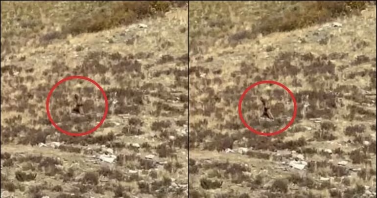 Federal Agency Addresses Alleged Bigfoot Footage Claiming to Show Creature in Broad Daylight [Video]