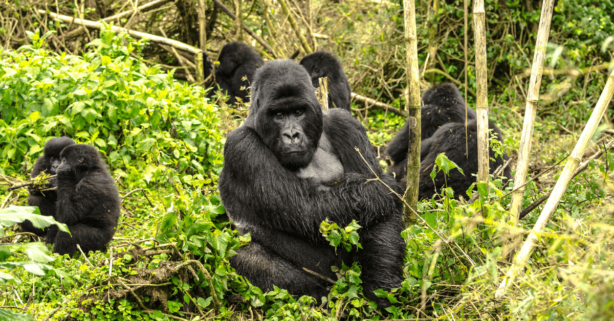 Silverback Gorillas