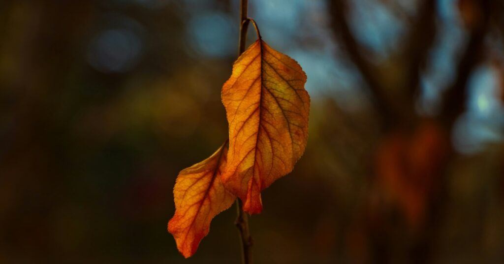 A leaf on a branch. 