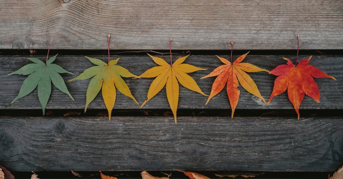 Leaves in multiple colors.