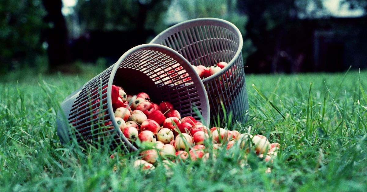 two baskets full of apples for apple picking