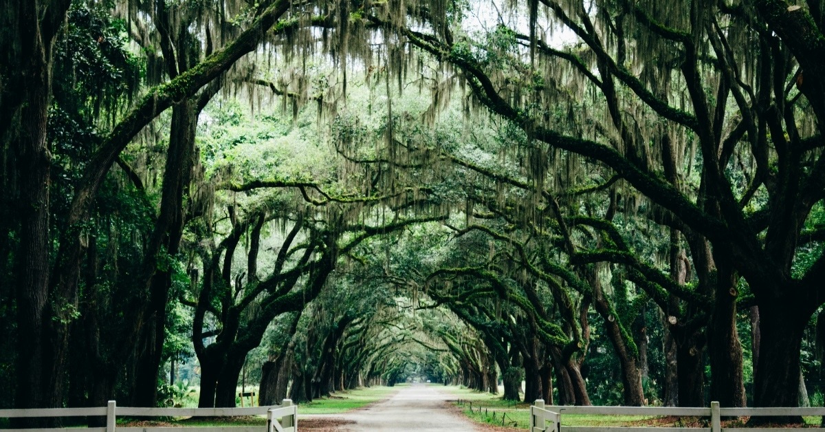 Tree archway in a park