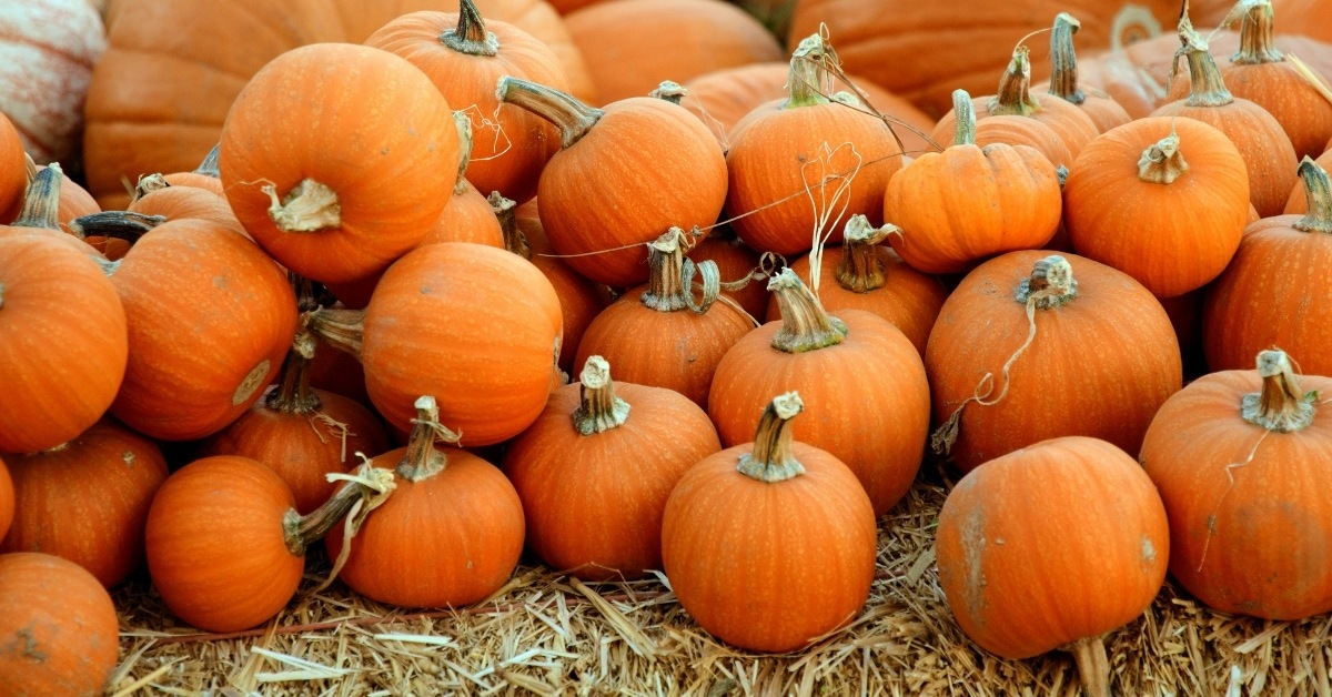 a pile of pumpkins