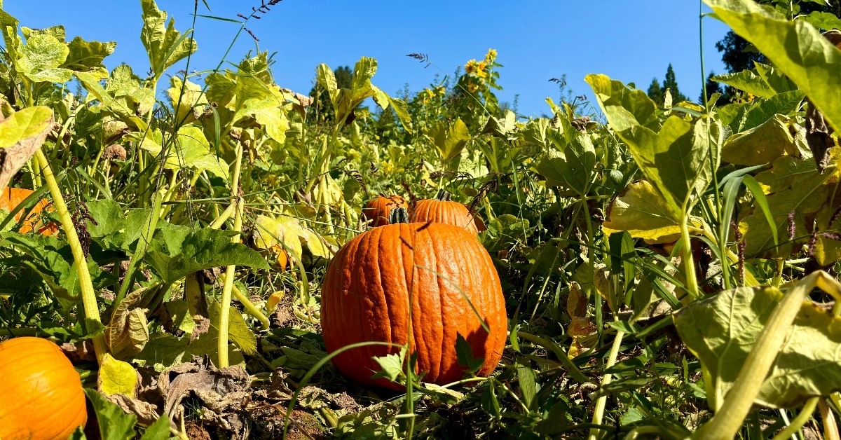pumpkin at the pumpkin farm